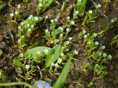 Plagiobothrys scouleri cusickii