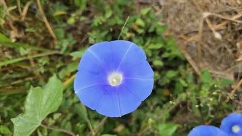 Japanese morning glory (Ipomoea nil)