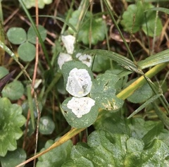 Porphyrosela minuta