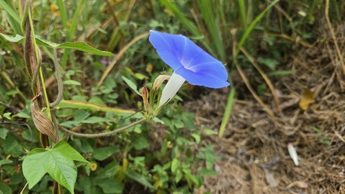 Amol (Ipomoea nil)