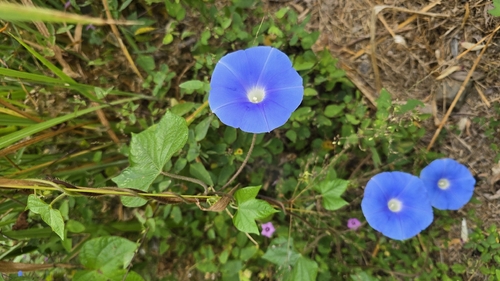 Amol (Ipomoea nil)