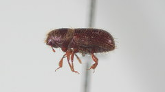 Dryocoetes autographus