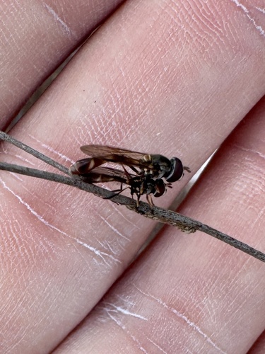 Unknown species found near Singer Island, Jupiter, FL, US
