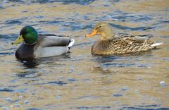 Anas platyrhynchos