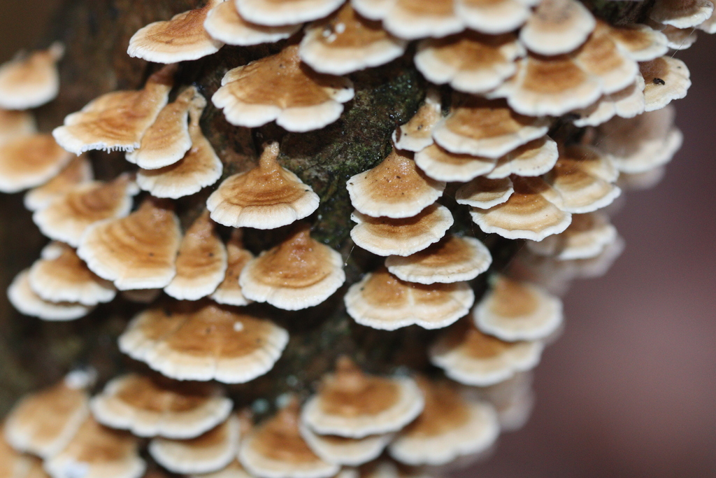 Plicatura crispa · November 2025 · photo: © grey_moss (iNaturalist, cc-by)