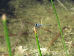 Micrathyria aequalis