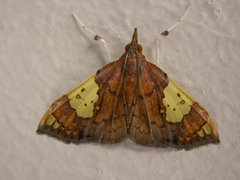 Atelocentra chloraspis