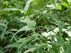 Eupatorium sessilifolium
