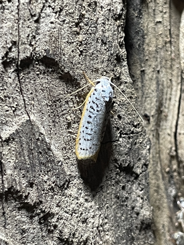 Stenoma picta