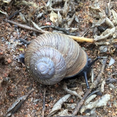 Xerarionta intercisa