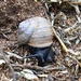 Plain Cactus Snail - Photo (c) shrike2, some rights reserved (CC BY-NC-SA), uploaded by shrike2