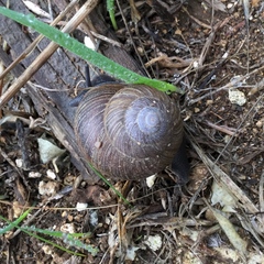 Xerarionta intercisa