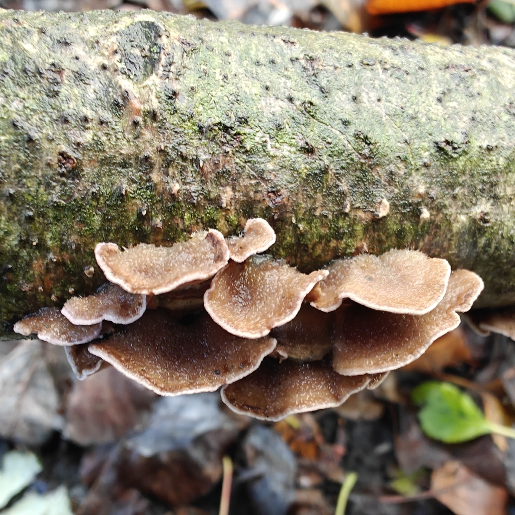 Chondrostereum purpureum · November 2025 · photo: © stuartfraser (iNaturalist, cc-by)
