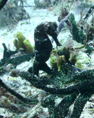 Hippocampus reidi