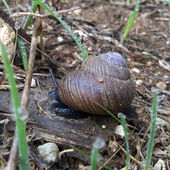 Xerarionta intercisa