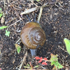 Xerarionta intercisa