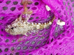 Bovichtus angustifrons