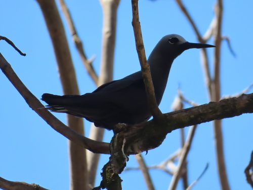 iNaturalist image