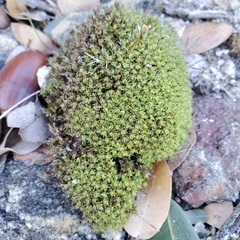 Syntrichia virescens