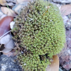 Syntrichia virescens