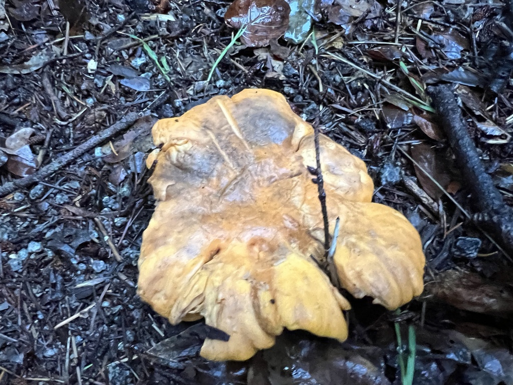 Cantharellus californicus · November 2025 · photo: © a_coturnix (iNaturalist, cc0)