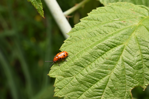 Spotted Asparagus Beetle photo 5