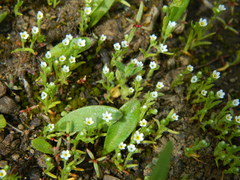 Plagiobothrys scouleri cusickii