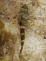Bovichtus angustifrons