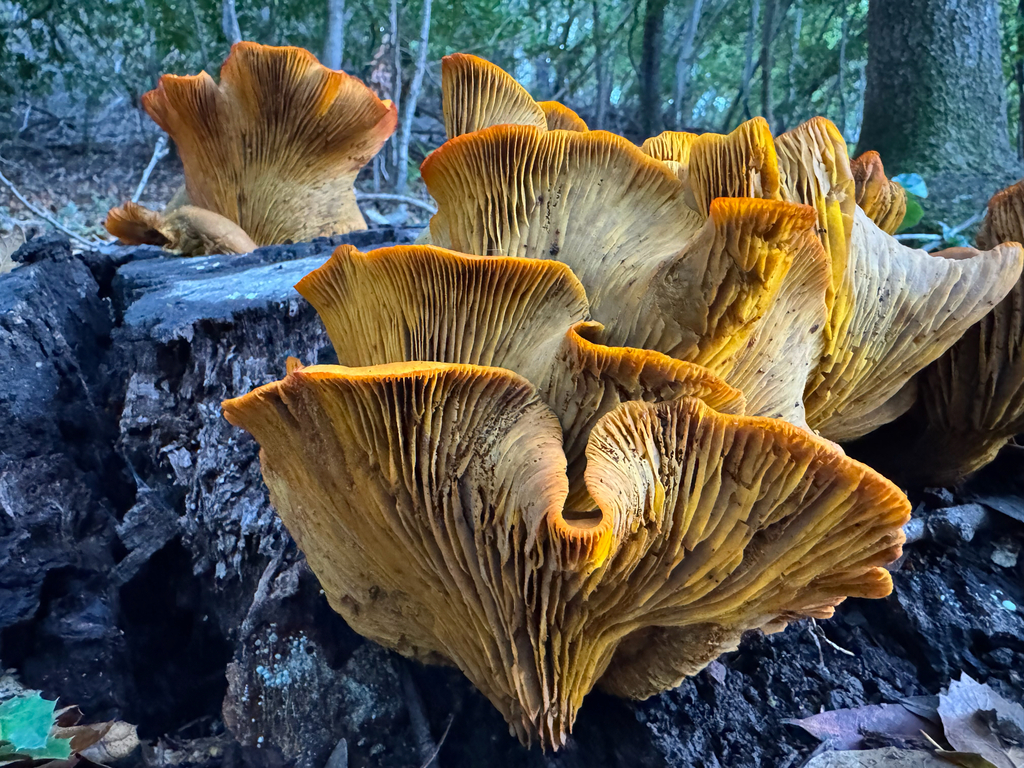 Omphalotus olivascens · November 2025 · photo: © mharman (iNaturalist, cc-by)