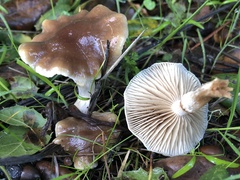 Meottomyces dissimulans