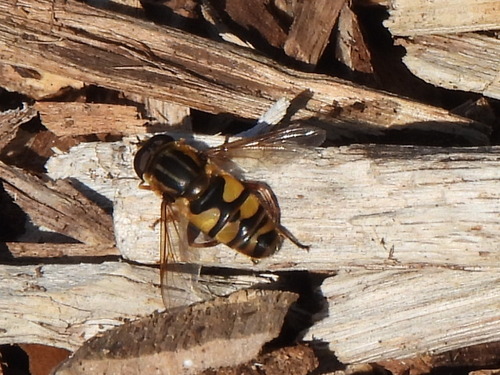 Unknown species found near West Arlington, Arlington, TX, USA