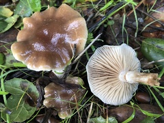 Meottomyces dissimulans
