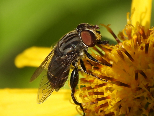 Unknown species found near West Arlington, Arlington, TX, USA