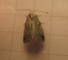 Maliattha concinnimacula