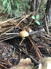 Cystoderma carcharias fallax