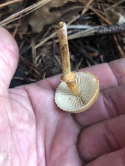 Cystoderma carcharias fallax