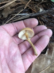 Cystoderma carcharias fallax