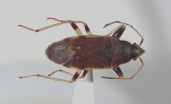 Perigenes constrictus