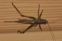 Conocephalus cinereus