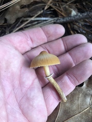 Cystoderma carcharias fallax