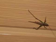 Conocephalus cinereus