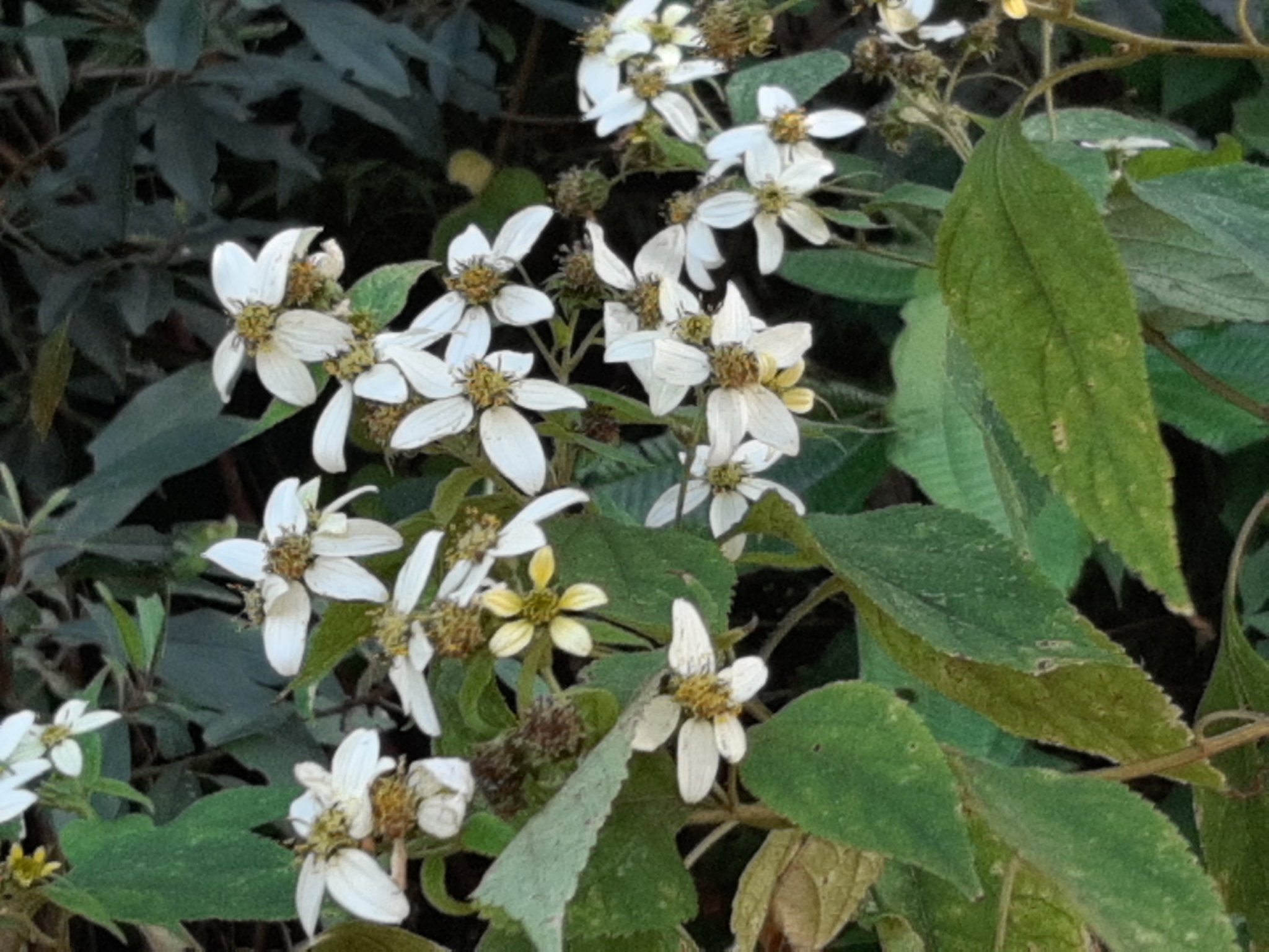 Montanoa guatemalensis