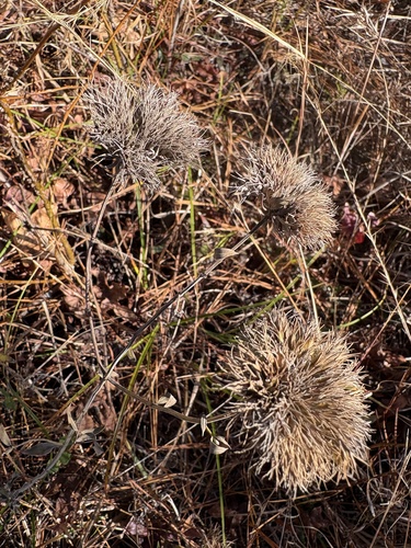Savanna Mountainmint (Pycnanthemum flexuosum)