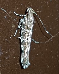 Anatrachyntis rileyi