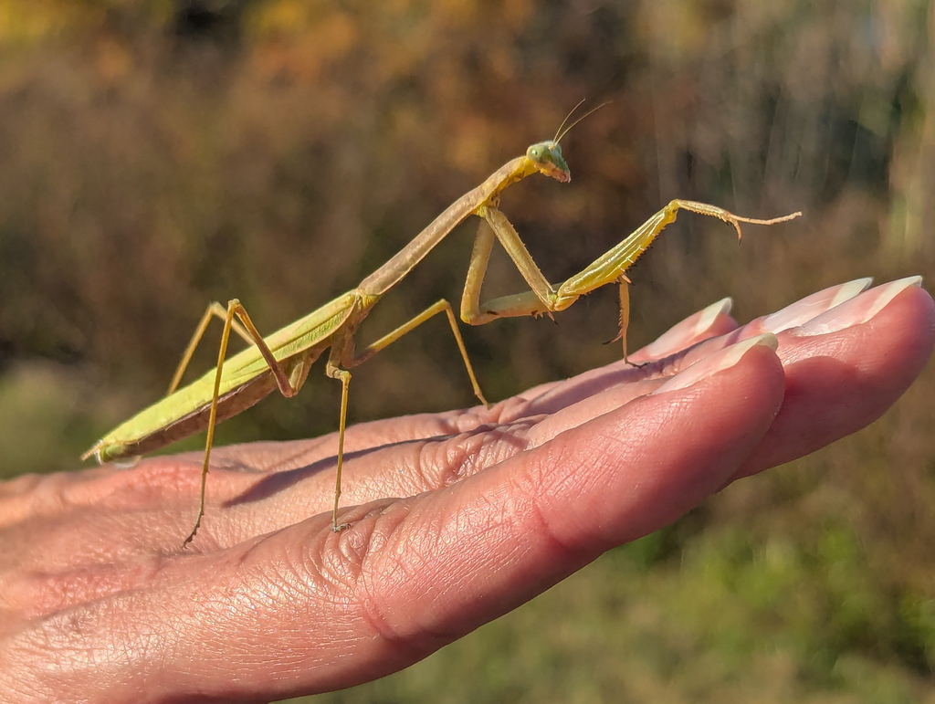 Larger Florida Mantis
