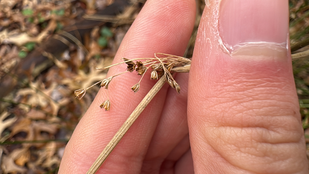 Juncus pylaei; photograph (c) Frog The Kermit, some rights reserved (CC BY)
