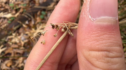 Pylaie's Soft Rush (Juncus pylaei)