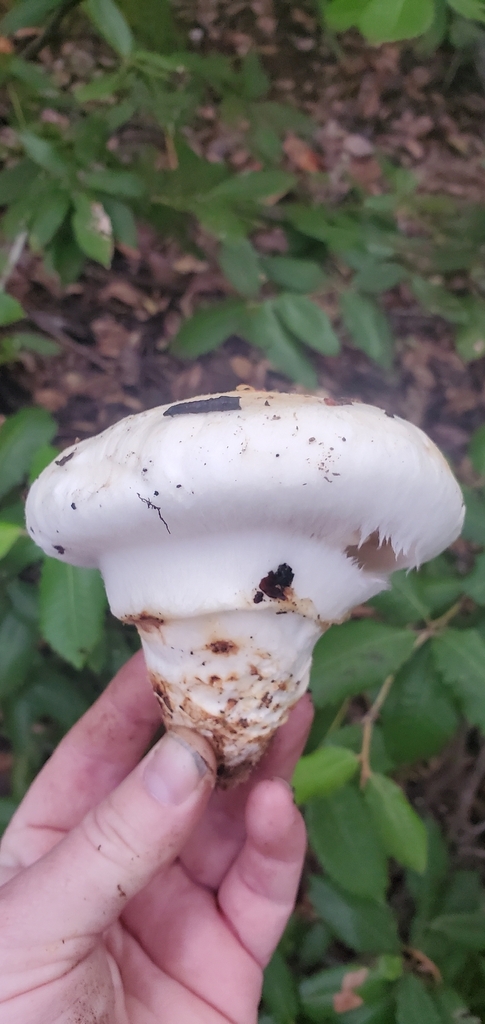 Tricholoma murrillianum · November 2025 · photo: © eric_austin (iNaturalist, cc-by)