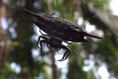 Gasteracantha mengei