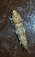 Anatrachyntis rileyi